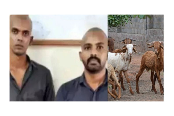 সিনেমা বানাতে ছাগল চুরি