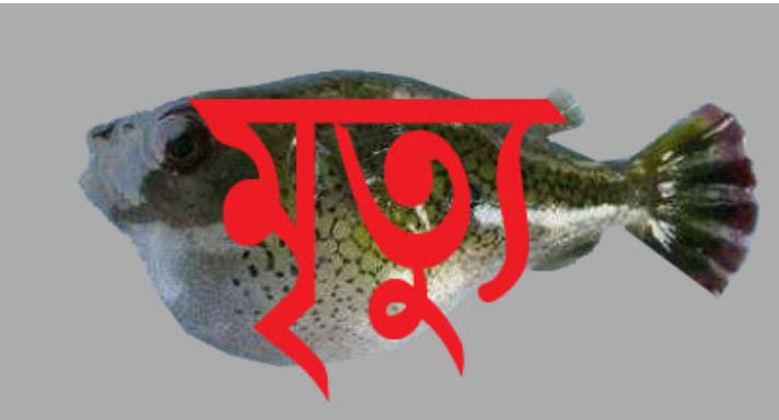 পটকা মাছ খেয়ে বউ-শাশুড়ির মৃত্যু
