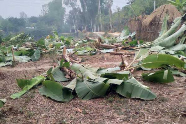 রাতের আঁধারে একশ’ কলা গাছ কাটলো দুর্বৃত্তরা