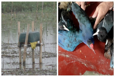 নড়াইলে ডিজিটাল ফাঁদে অতিথি পাখি