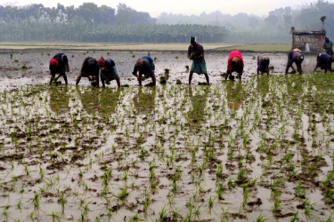 ঝিনাইদহে বোরো ধান রোপণে ব্যস্ত কৃষক