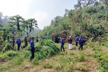 পাহাড়ে ৬ বিঘা জমিতে গাঁজা চাষ, ধ্বংস করলো প্রশাসন