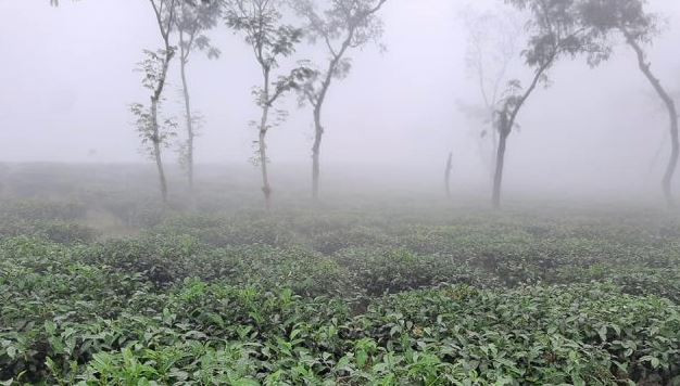 আজ সর্বনিম্ন তাপমাত্রা শ্রীমঙ্গলে