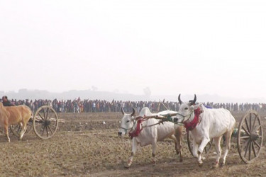 ঝিনাইদহে গরুর গাড়ির দৌড় প্রতিযোগিতায় মানুষের ঢল