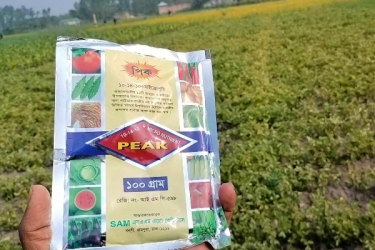 ‘পিক ভিটামিন ব্যবহারে নষ্ট আলুর খেত’, দুশ্চিন্তায় চাষিরা