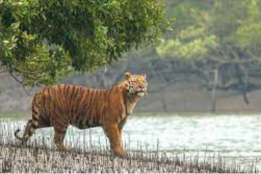 সুন্দরবনে বেড়েছে হরিণসহ পাঁচ প্রজাতির বন্যপ্রাণী