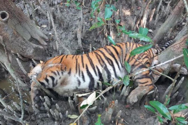 ২৫৫ কেজি ওজনের বাঘের মরদেহ উদ্ধার, ময়নাতদন্ত সম্পন্ন