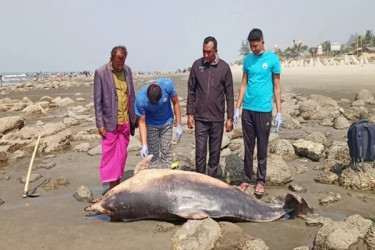 কক্সবাজারে ভেসে এল আরও দুটি মৃত ডলফিন