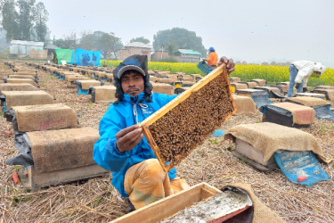 চলনবিলে সরিষা ফুলের মধু সংগ্রহে অপার সম্ভাবনা