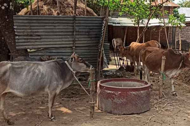 ঠাকুরগাঁওয়ে অজ্ঞাত রোগে মরছে গরু, দুশ্চিন্তায় দুই গ্রামের মানুষ