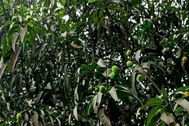 ঠাকুরগাঁওয়ে আম গাছে ঝুলছে চাষিদের স্বপ্ন
