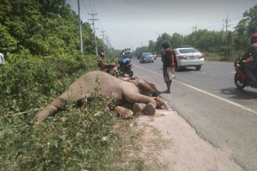 মহাসড়কের পাশে হাতির মরদেহ