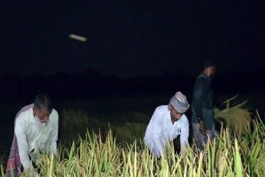 দিনে হিটস্ট্রোকের ভয়ে রাতে ধান কাটছেন চাষিরা
