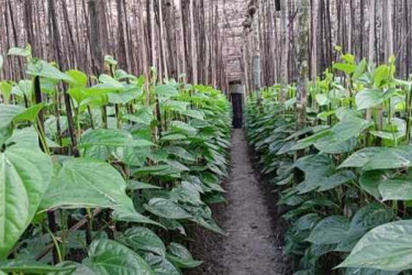 জিআই স্বীকৃতি পেল রাজশাহীর মিষ্টি পান