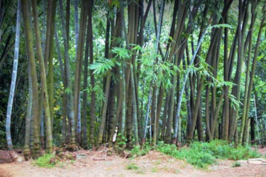 বাঁশ বাগানের মাথার উপর চাঁদ ওঠে না আর