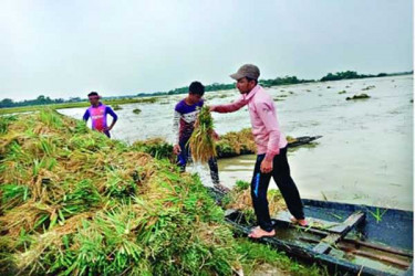 অতিভারী বৃষ্টিপাতের শঙ্কা, কৃষকদের যা মানতে হবে