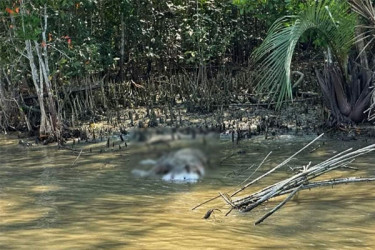 সুন্দরবনে খাল থেকে বাঘের অর্ধগলিত মরদেহ উদ্ধার