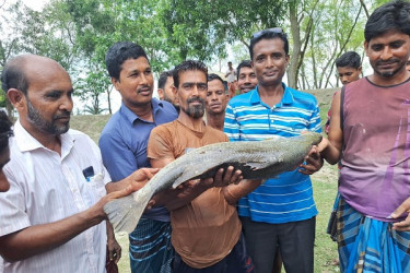 হাতিয়ায় এক মণ ওজনের তিন কোরাল, বিক্রি ৪০ হাজারে