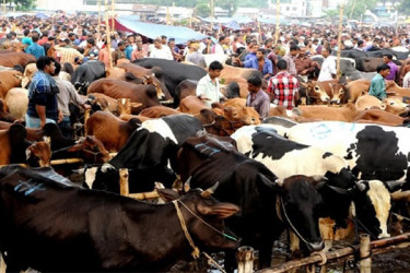 সড়ক-মহাসড়কের পাশে বসবে না পশুর হাট