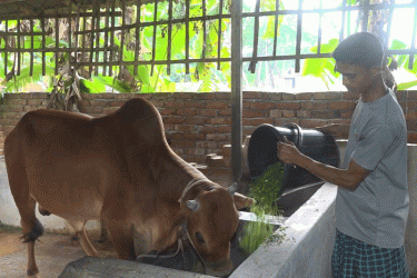 কুরবানির জন্য রাজশাহী বিভাগে প্রস্তুত ৪১ লাখ গবাদি পশু