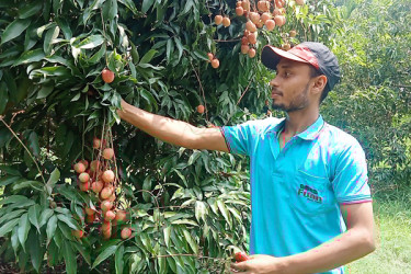 শিলাবৃষ্টি-খরায় লিচুর ফলন কম, বাগান কিনে লোকসানে ব্যবসায়ীরা