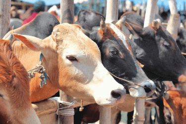 যেমন হবে কুরবানির পশু 