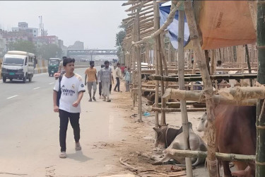 মহাসড়ক থেকে পশুর হাট সরাতে কাজ করছে বিআরটিএ