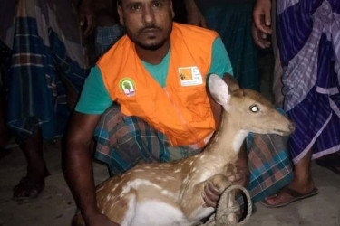 লোকালয়ে আসা তিনটি হরিণ ফিরে গেল সুন্দরবনে