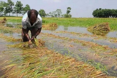 ঘূর্ণিঝড়ে ক্ষতিগ্রস্ত কৃষকদের জন্য ১৬ কোটি টাকার প্রণোদনা