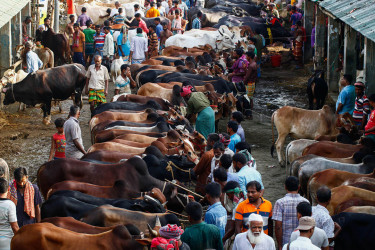 রাজধানীর হাটগুলোয় ছোট ও মাঝারি গরুর চাহিদা বেশি