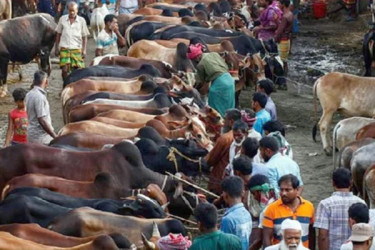 জমে উঠেছে পশুর হাট, দাম নিয়ে হতাশা ব্যবসায়ীদের