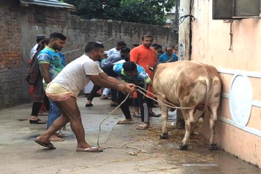 পশু কোরবানি গত বছরের তুলনায় বেড়েছে সাড়ে ৩ লাখ: মন্ত্রণালয়