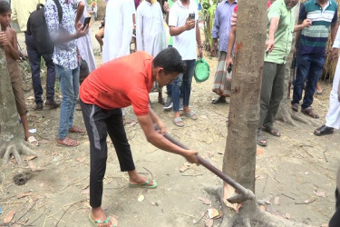 অবশেষে কেটে ফেলা হলো গোপালগঞ্জের আলোচিত ‘কথা বলা গাছটি’!