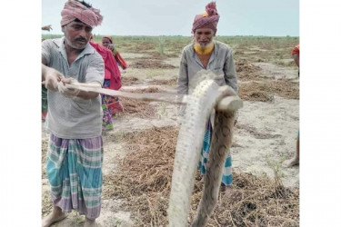 চরাঞ্চলের বাদাম খেতে দেখা মিলছে একের পর এক রাসেলস ভাইপার