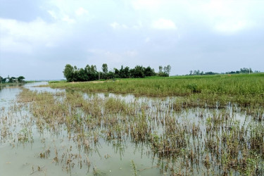 যমুনার চর পানিতে ভরপুর, পাট-তিল নিয়ে কৃষকের যত দুশ্চিন্তা