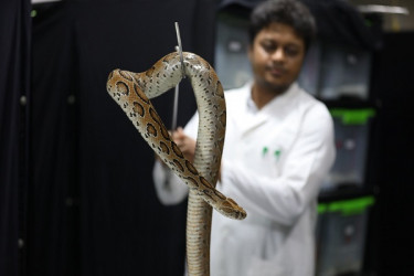 ৯০ শতাংশ মেরে ফেলা সাপই 'রাসেলস ভাইপার' প্রজাতির নয়