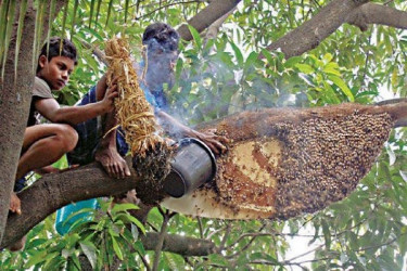 জিআই পণ্য হিসেবে নিবন্ধিত হচ্ছে 'সুন্দরবনের মধু'