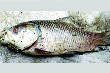 হালদার শাখা খালে মিলল মরা মা-কাতলা