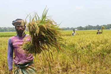 বোরোর রেকর্ড দামেও লোকসানে কৃষক