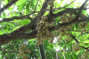 লটকনে লাখপতি ইমান আলী  