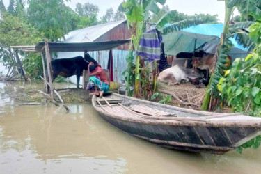 বানভাসিদের মানবেতর জীবনযাপন, ডায়রিয়ার প্রকোপসহ ছড়াচ্ছে পানিবাহিত রোগ!