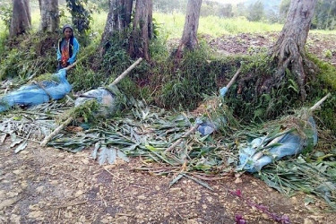 পাপুয়া নিউ গিনিতে হামলায় শিশুসহ নিহত ২৬