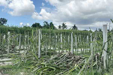 জমি সংক্রান্ত বিরোধের জেরে মহেশপুরে ফলের গাছ কর্তন