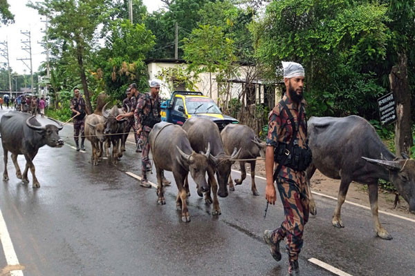 মৌলভীবাজারে ভারত থেকে আসা অবৈধ মহিষের চালান আটক