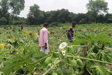 শত্রুতা, এক হাজার পেঁপে গাছ কর্তন