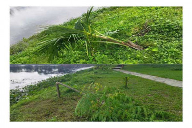 ষাটগম্বুজ মসজিদ এলাকার শতাধিক গাছ কেটে ফেলেছে দূর্বৃত্তরা