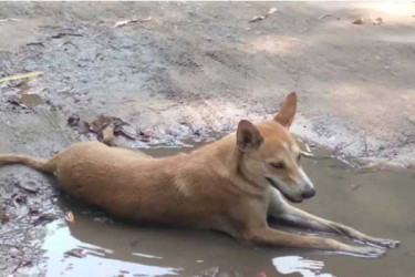 গরম নিয়ে দুঃসংবাদ দিল আবহাওয়া অফিস