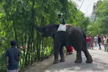 গোপালগঞ্জের কোটালীপাড়ায় হাতির পায়ের নিচে পিষ্ট হয়ে মাহুত নিহত