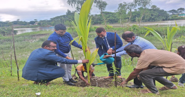 বরগুনায় পূবালী ব্যাংকের বৃক্ষরোপণ কর্মসূচি