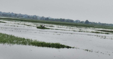 ঝিনাইদহে পুকুর থেকে ৪০ লাখ টাকার মাছ লুটের অভিযোগ